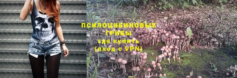 Галлюциногенные грибы Psilocybe  цены   Ульяновск 